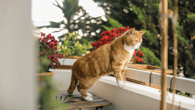 Comment sécuriser son balcon, son jardin ou ses fenêtres pour son chat.png