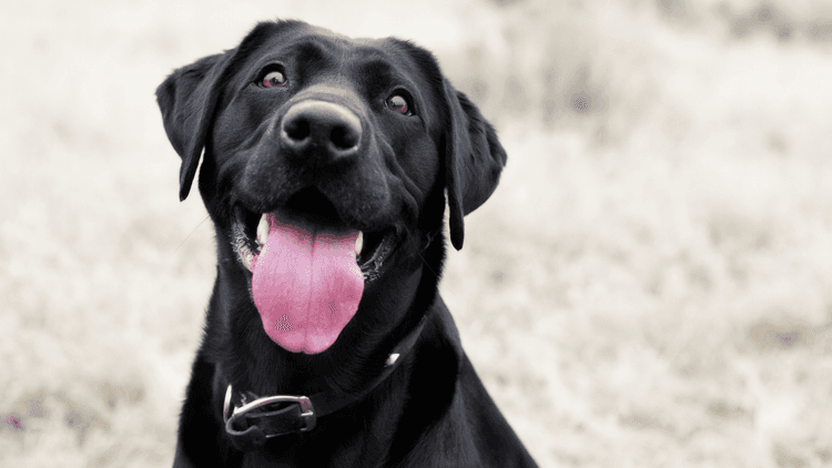 Dog_Labrador.png