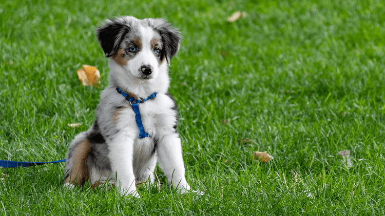 Dog_picture.png