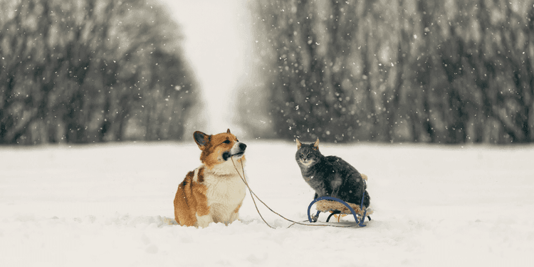 Neige, verglas et sel de déneigement dangers pour les chiens et chats.png