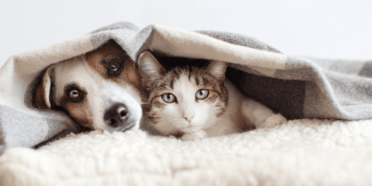 Hund und Katze kuscheln gemeinsam unter einer warmen Decke, eine Illustration der unverzichtbaren Accessoires, die Haustiere im Winter vor Kälte schützen.
