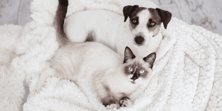 Un cane e un gatto seduti su una coperta bianca, che illustrano l’importanza della toelettatura e della cura della pelle per preparare gli animali all’inverno.