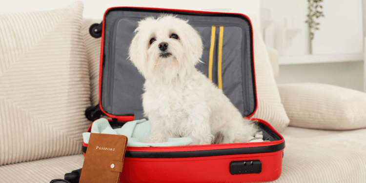 Préparer son chien aux voyages.png