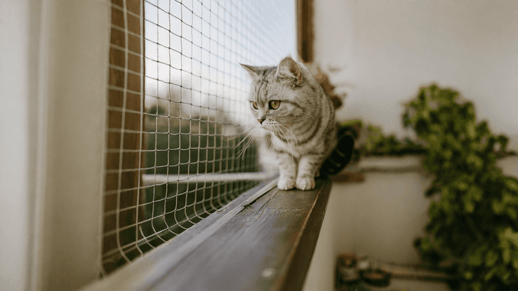 Sécuriser_son_balcon_pour_chats.png