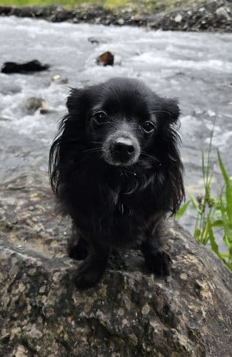 Photo_Chien de Jessica, Ronja.jpg